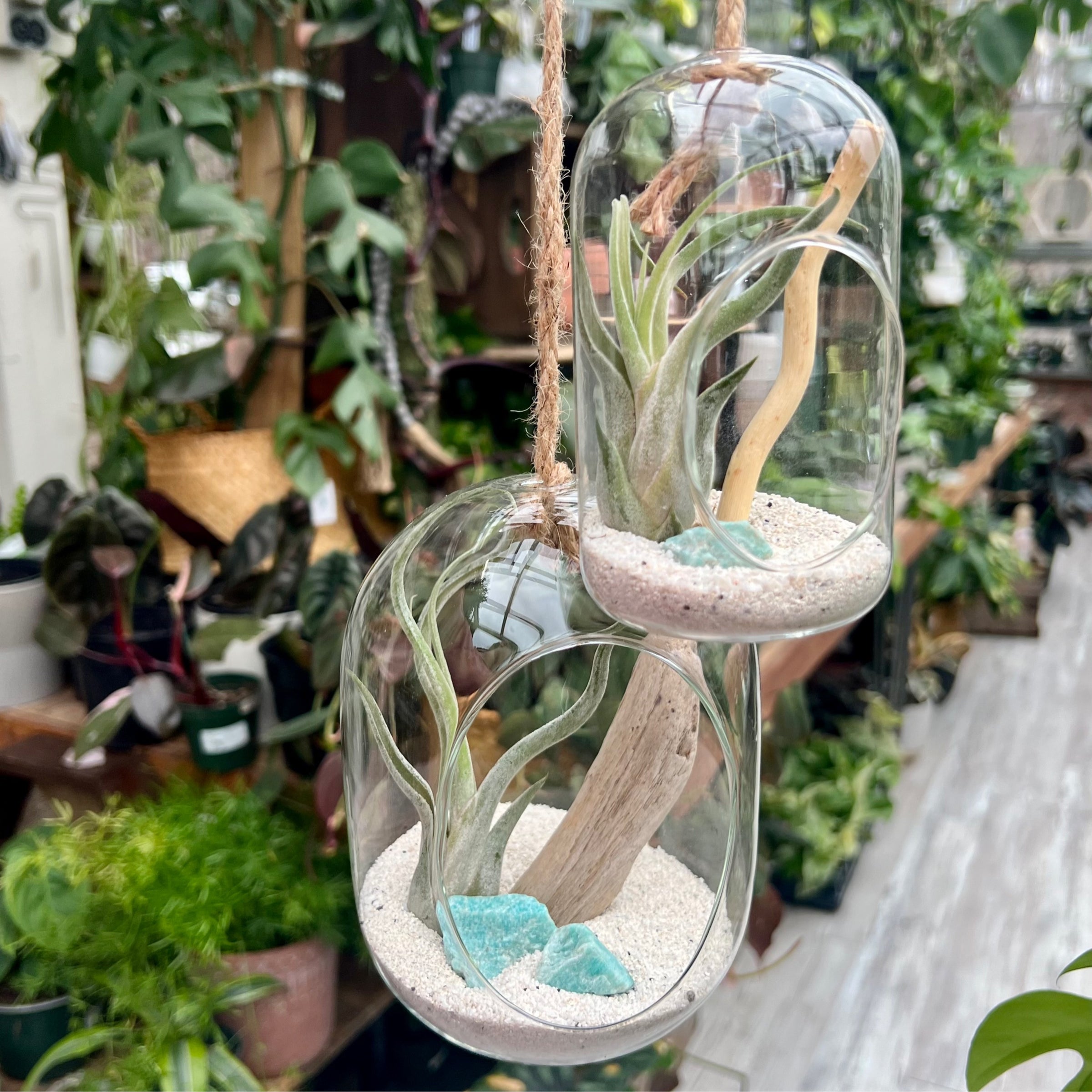 Sole Hanging Air Plant Terrariums | Sage Home Collections